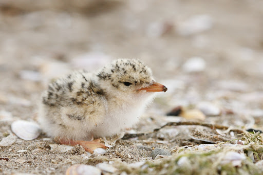bird-chick-littletern